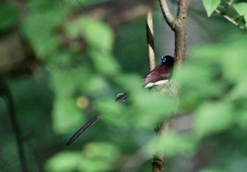 Black Paradise Flycatcher 裏高尾 Fri, 5/24/2024