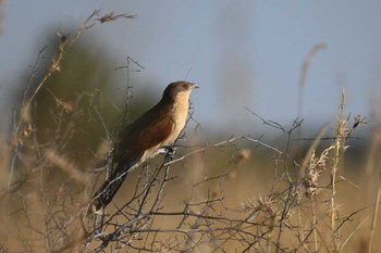 Coppery-tailed Coucal Khwai Private Reserve(Okavango Delta) Tue, 5/14/2024