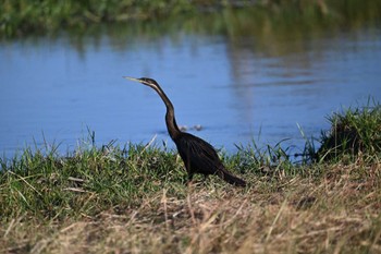 African Darter Khwai Private Reserve(Okavango Delta) Tue, 5/14/2024