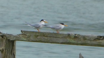 Fri, 5/24/2024 Birding report at 奈良市水上池