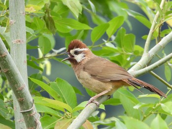 Sun, 5/26/2024 Birding report at 中村緑地公園