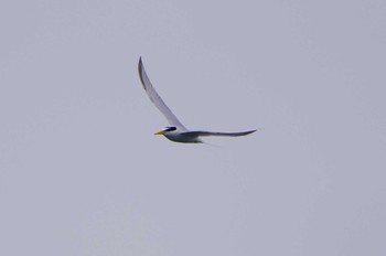 2024年5月24日(金) 相模川の野鳥観察記録