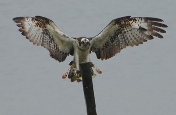 2024年5月27日(月) 大阪南港野鳥園の野鳥観察記録