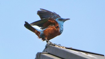 2024年5月26日(日) 平城宮跡の野鳥観察記録