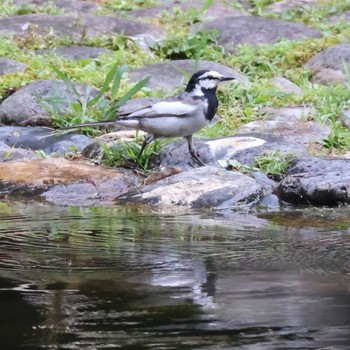 2024年5月27日(月) 都内の野鳥観察記録