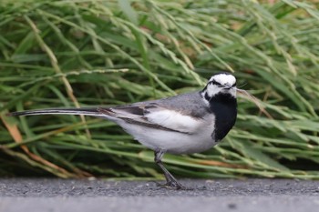 White Wagtail 近所 Wed, 5/8/2024