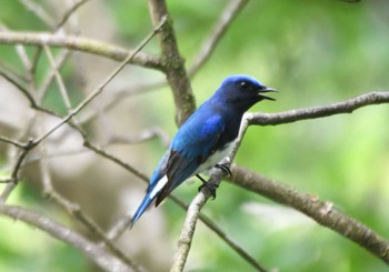 Sun, 5/26/2024 Birding report at Mt. Tsukuba