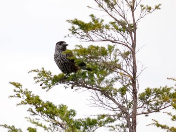 Spotted Nutcracker Okuniwaso(Mt. Fuji) Tue, 5/21/2024