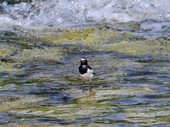 Japanese Wagtail 鴨川 Sat, 5/25/2024