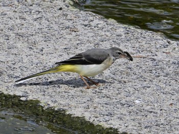 Grey Wagtail 鴨川 Sat, 5/25/2024