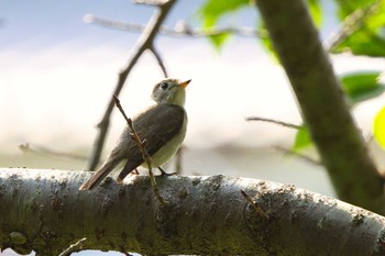 2024年5月26日(日) 大阪 泉南里海公園の野鳥観察記録