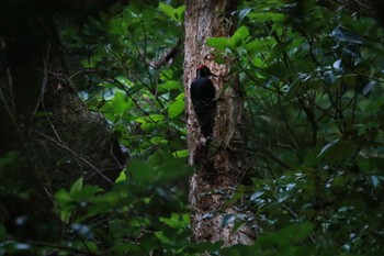 Sun, 5/5/2024 Birding report at Amami Island(General)