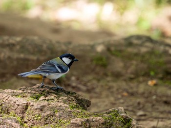 Japanese Tit つくば市 Sun, 5/26/2024