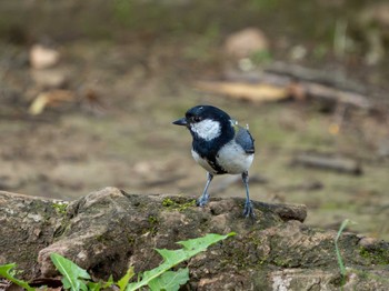 Japanese Tit つくば市 Sun, 5/26/2024