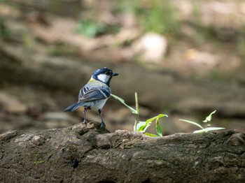 Japanese Tit つくば市 Sun, 5/26/2024