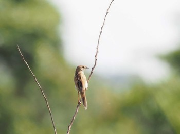 Marsh Grassbird 妙岐ノ鼻 Sun, 5/26/2024