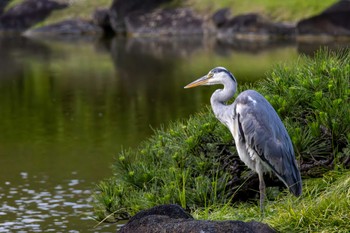 Grey Heron 見浜園 Sat, 5/25/2024