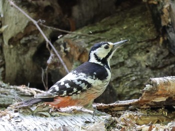 White-backed Woodpecker Nishioka Park Sun, 5/26/2024