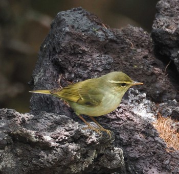 Japanese Leaf Warbler Okuniwaso(Mt. Fuji) Sat, 5/25/2024