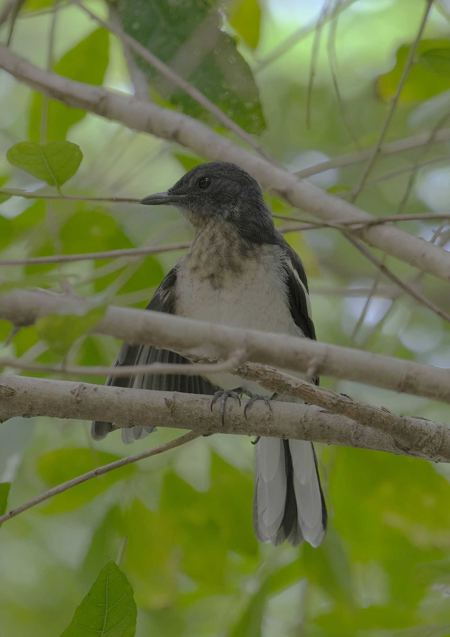 Wachirabenchathat Park(Suan Rot Fai) シキチョウの写真 by BK MY