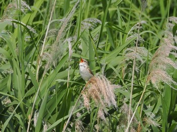 Oriental Reed Warbler 境川遊水地公園 Sun, 5/26/2024