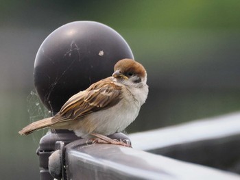 Eurasian Tree Sparrow 境川遊水地公園 Sun, 5/26/2024