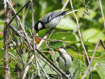 Japanese Tit 境川遊水地公園 Sun, 5/26/2024