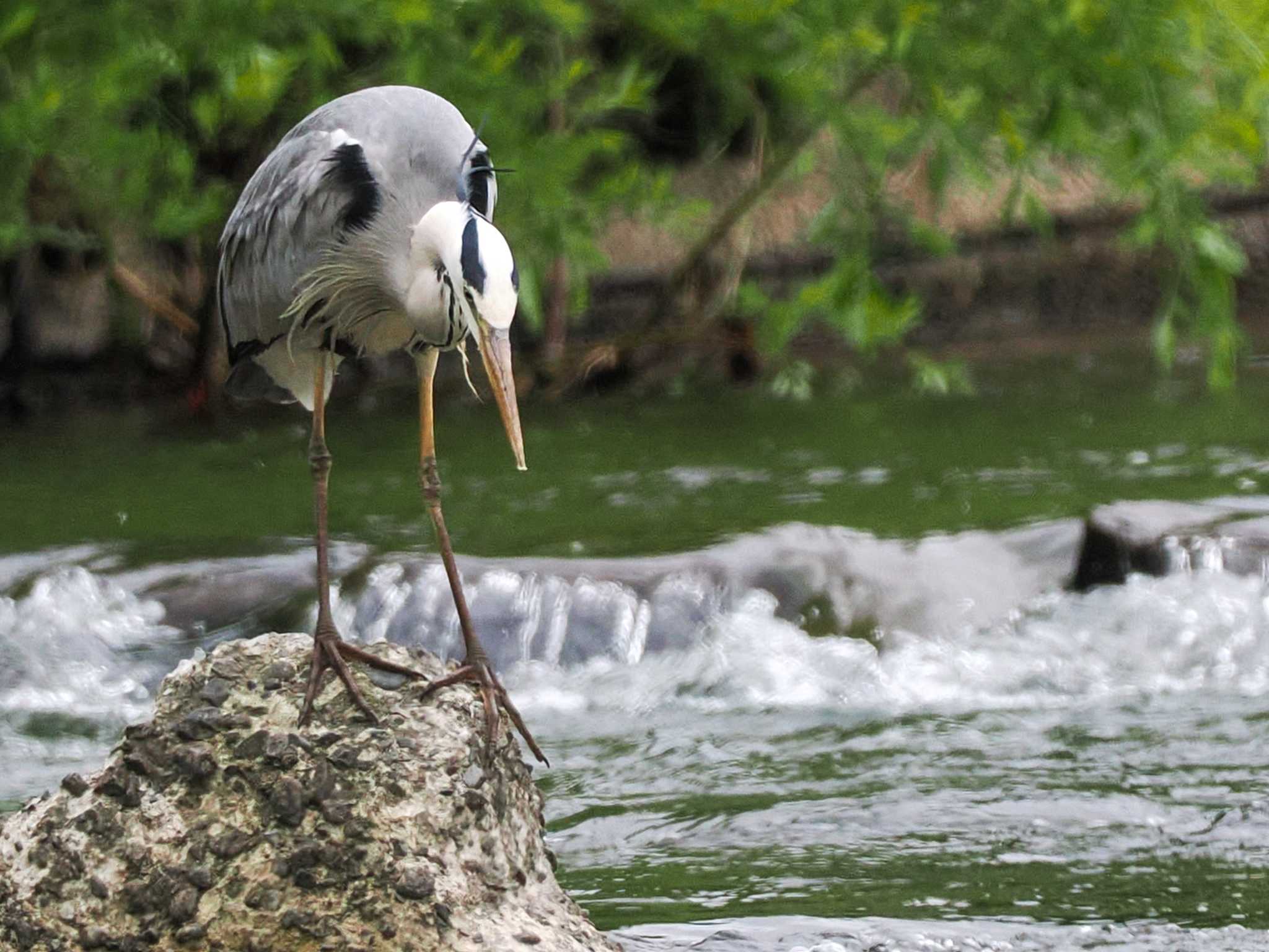 Grey Heron