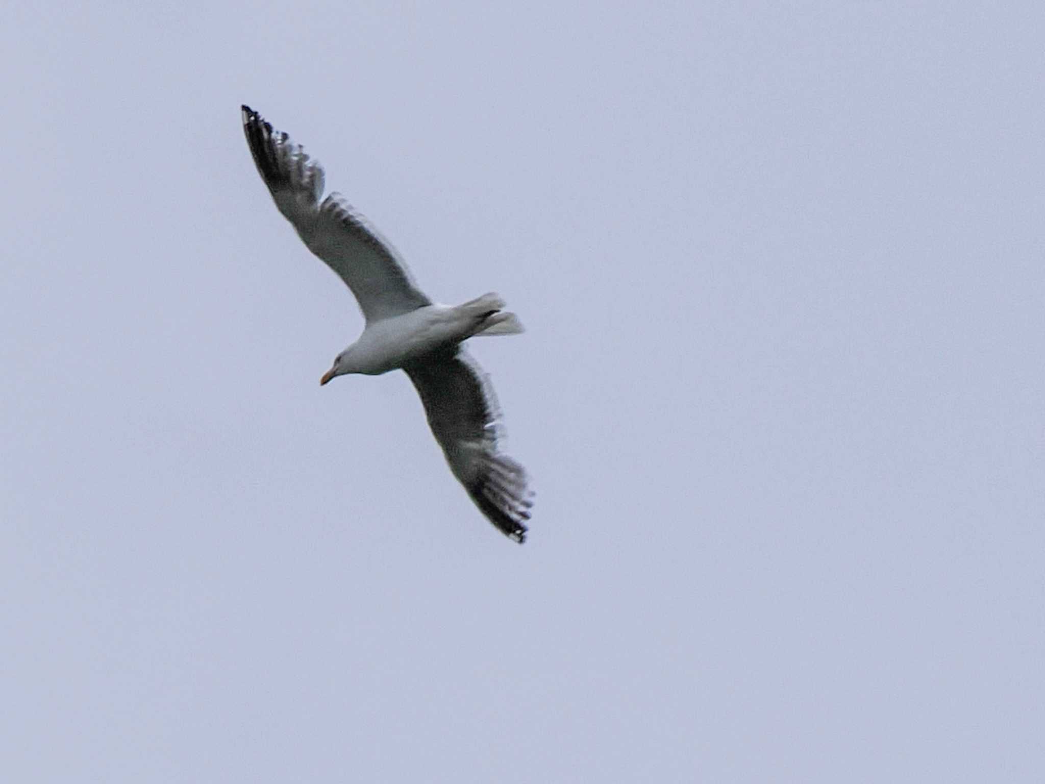 Slaty-backed Gull