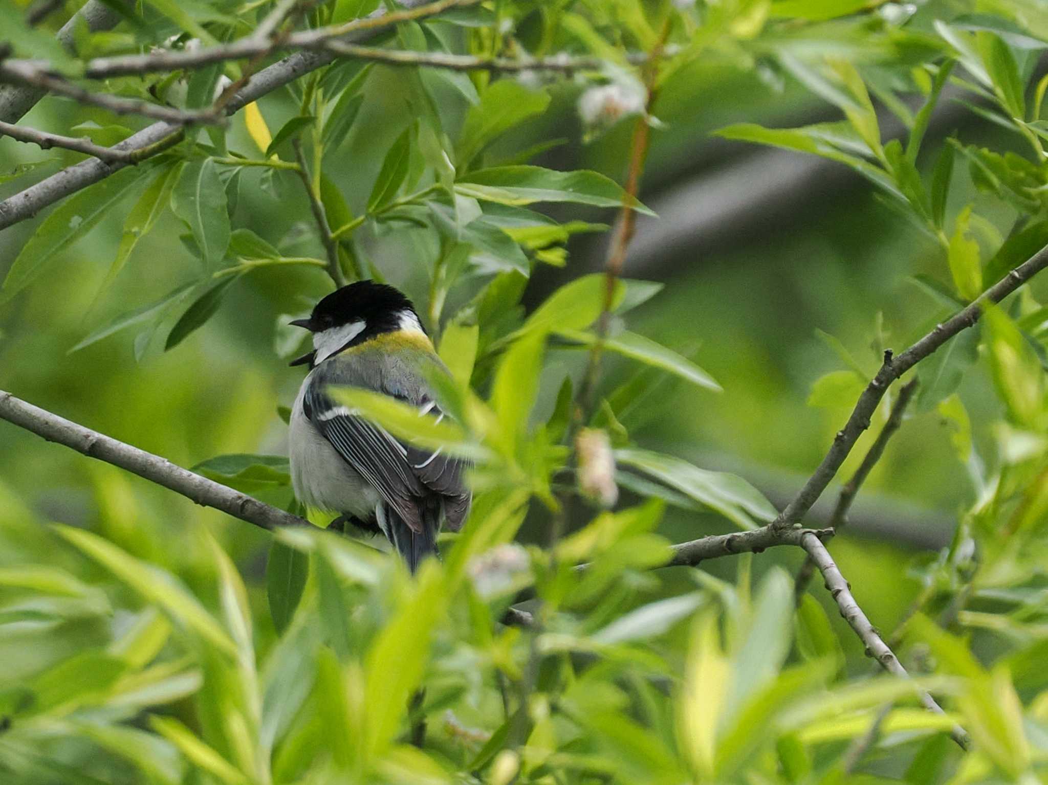 Japanese Tit