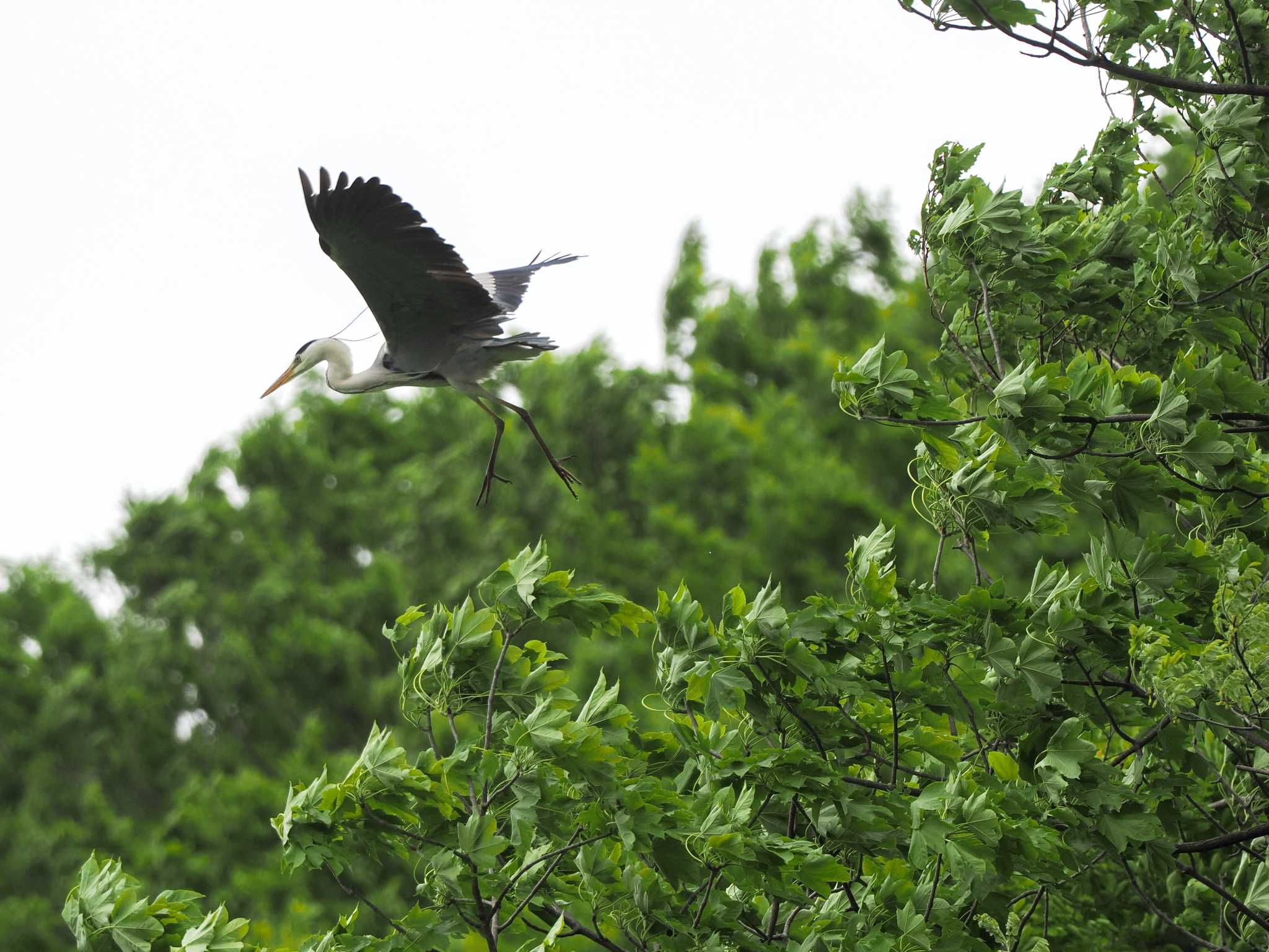 Grey Heron