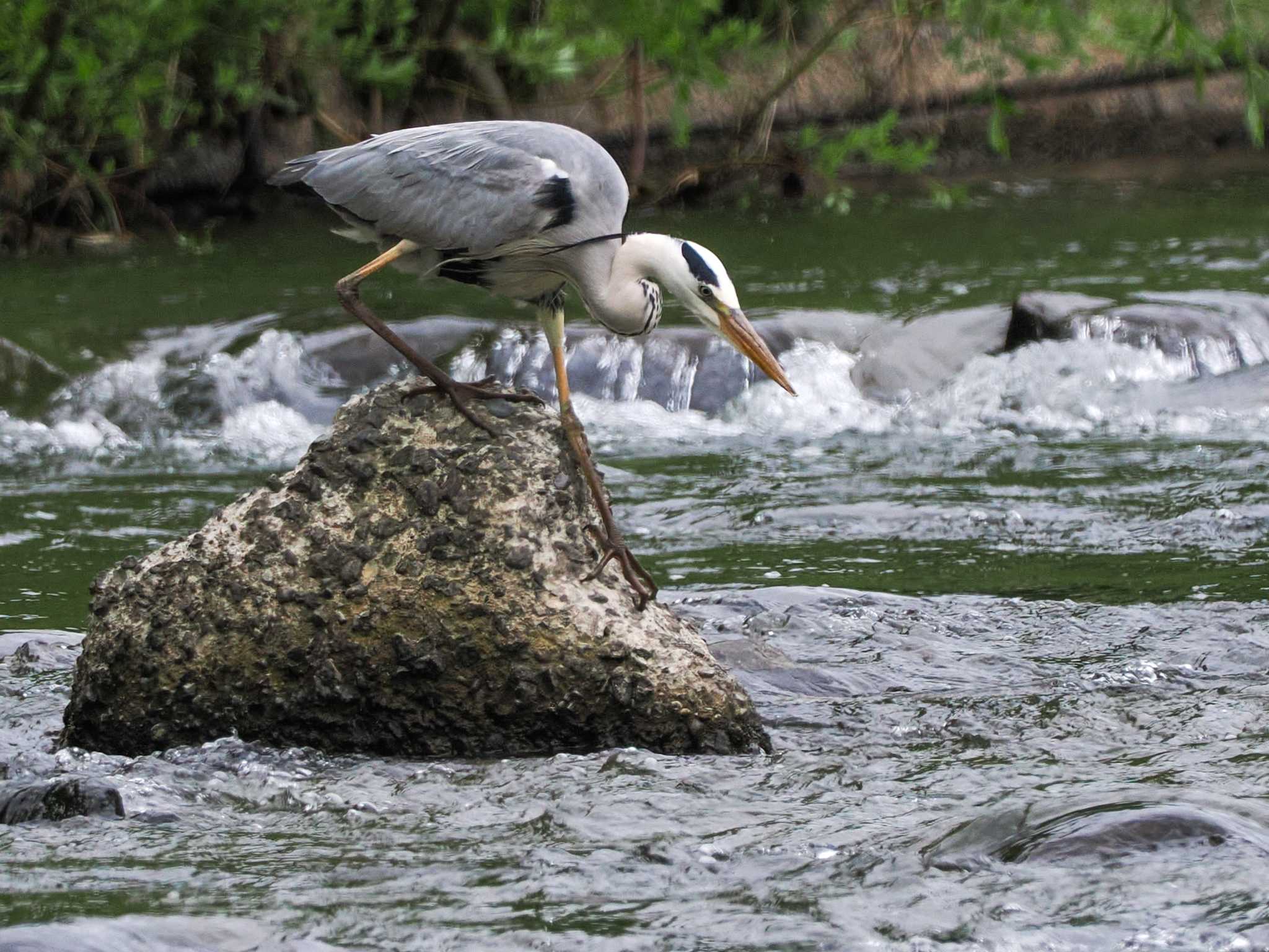 Grey Heron