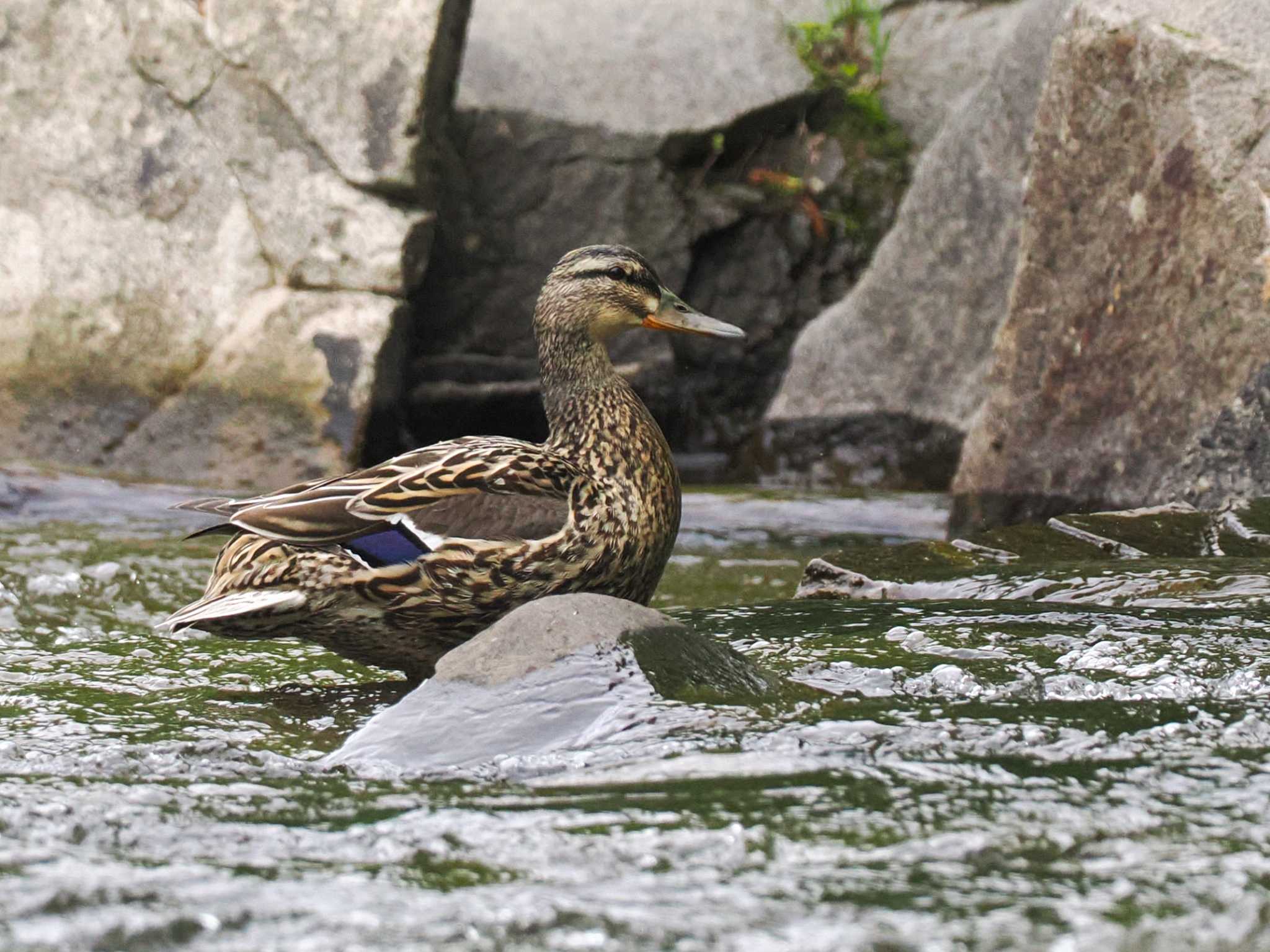 Mallard