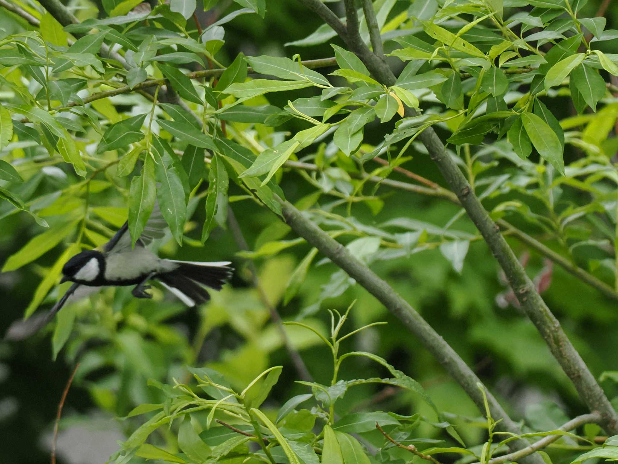 Japanese Tit