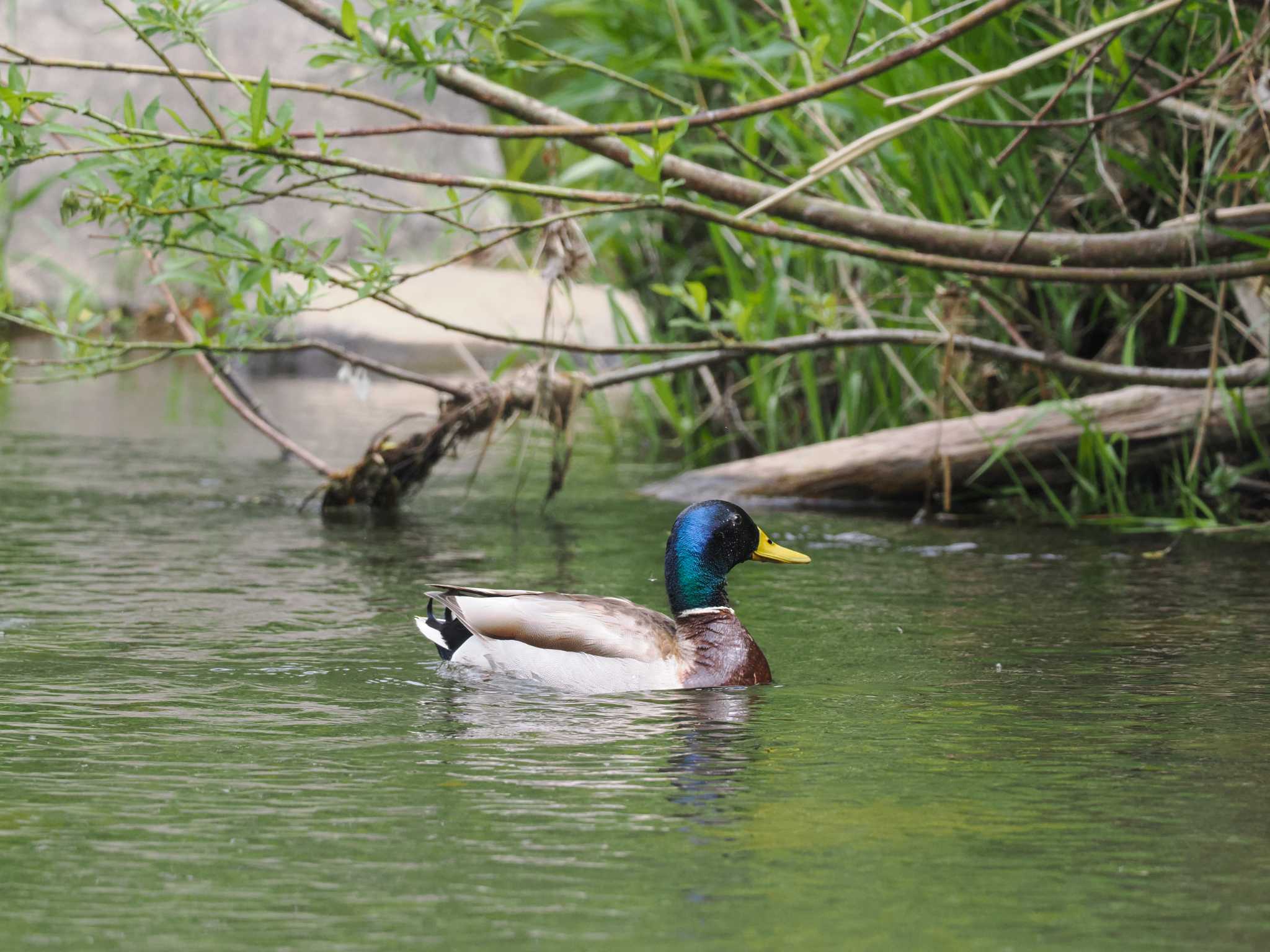 Mallard