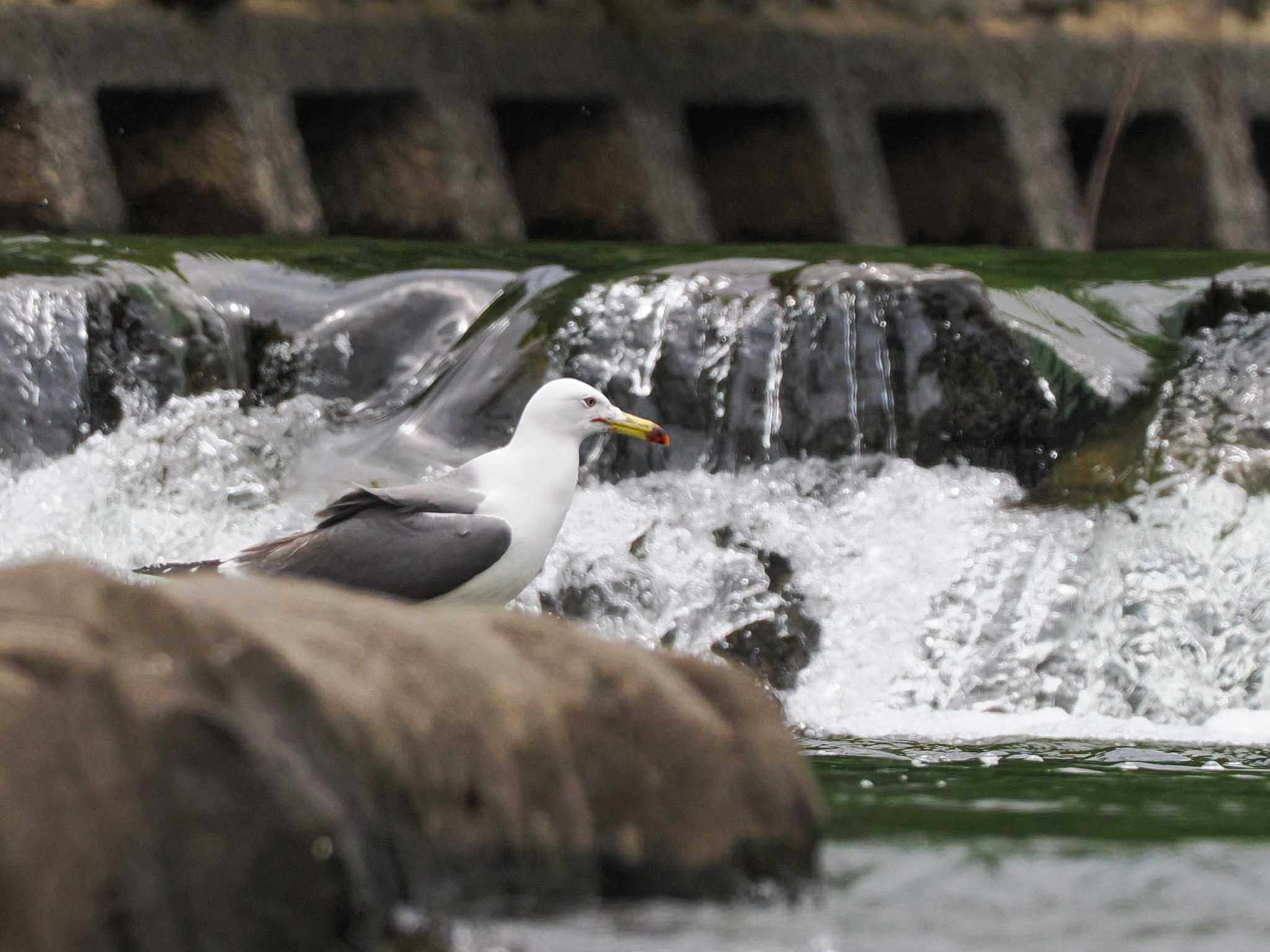 Black-tailed Gull