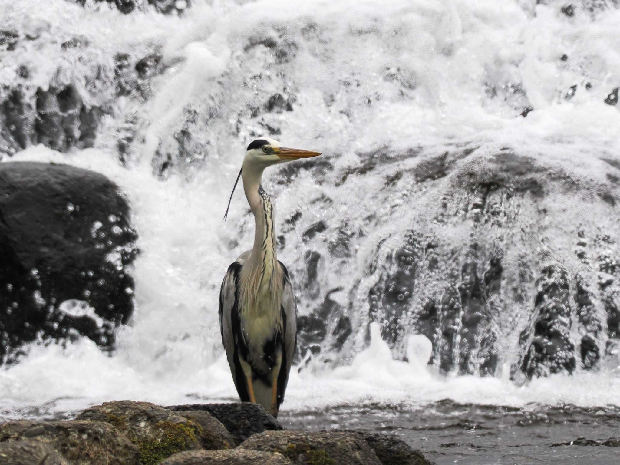 Grey Heron