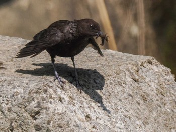 2024年5月26日(日) 盤渓川(盤渓2号橋〜盤沢砂防ダム付近)の野鳥観察記録