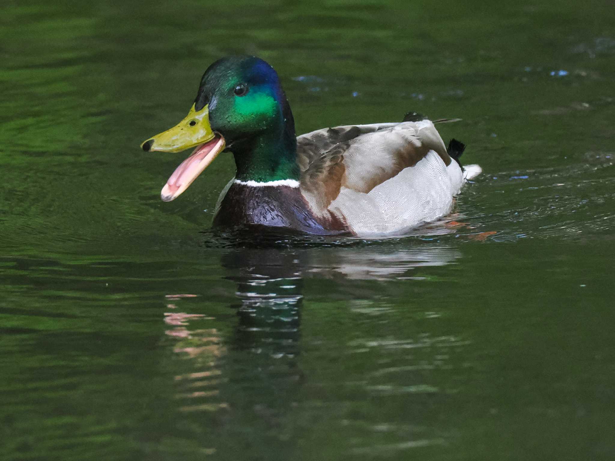 盤渓川(盤渓2号橋〜盤沢砂防ダム付近) マガモの写真 by 98_Ark (98ｱｰｸ)