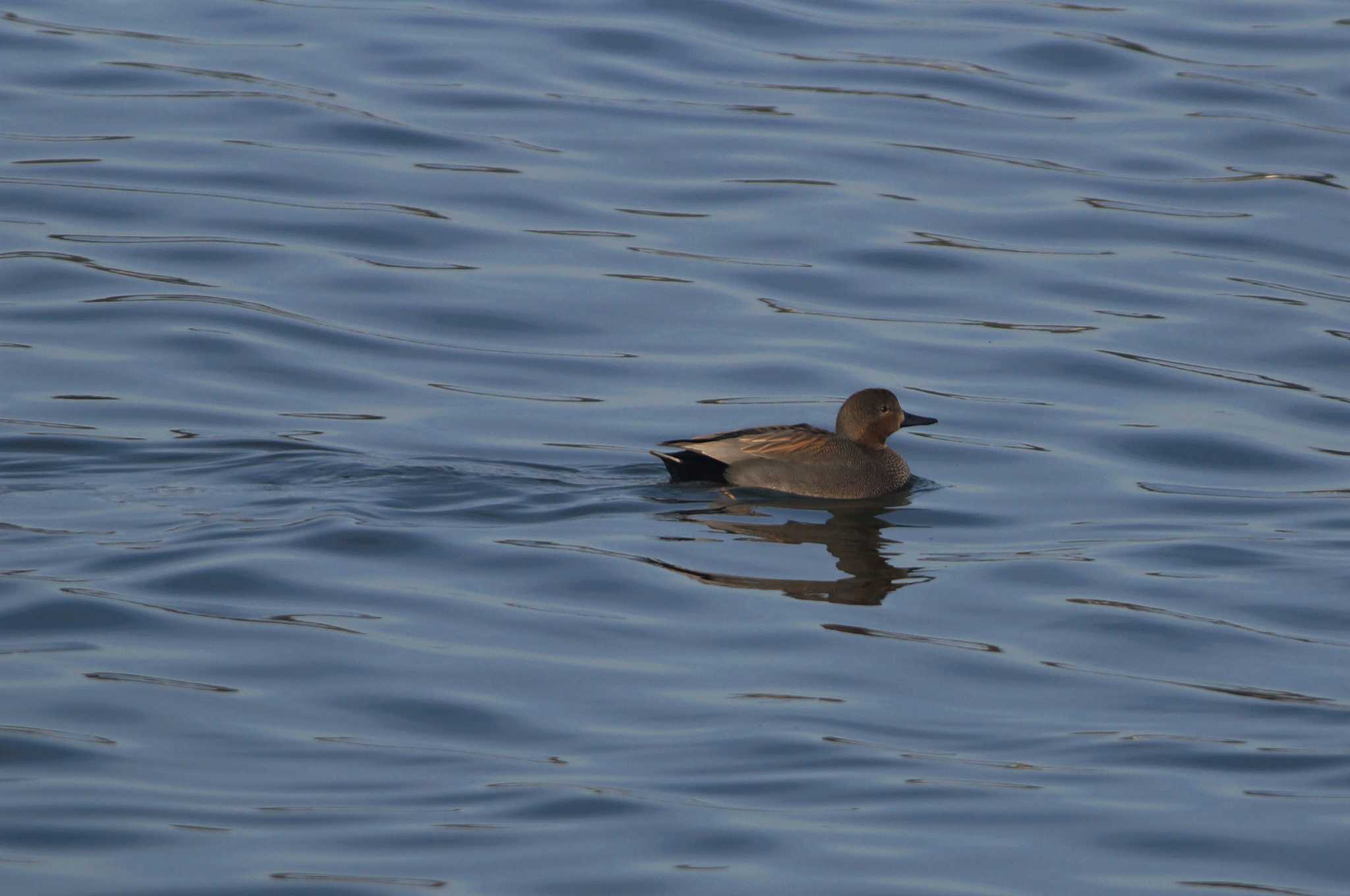 Gadwall