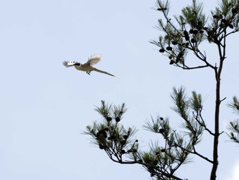 Azure-winged Magpie つくば市 Sun, 5/26/2024