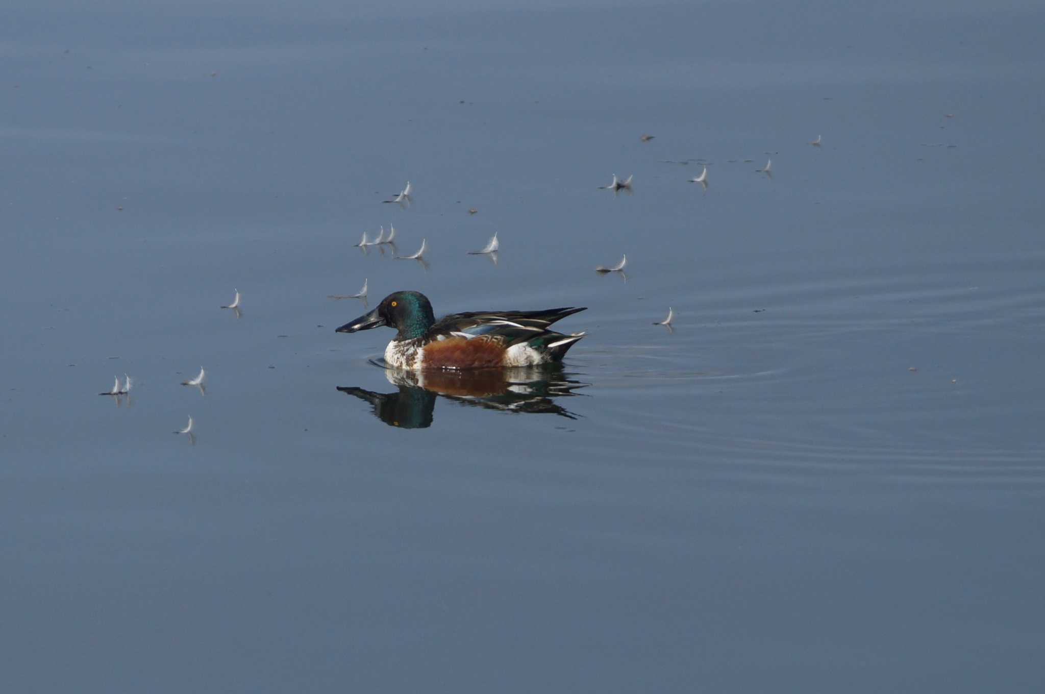 Northern Shoveler