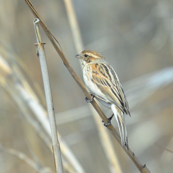 Common Reed Bunting 西の湖（滋賀県） Sat, 3/30/2024