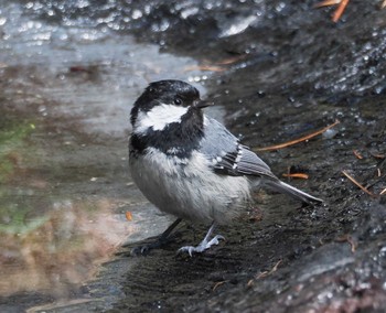 Coal Tit Okuniwaso(Mt. Fuji) Sat, 5/25/2024