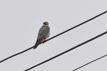 2024年5月27日(月) 青森市の野鳥観察記録