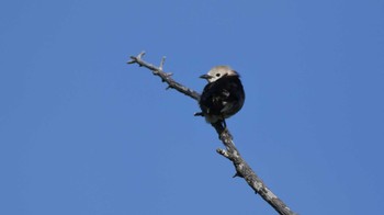 2024年5月25日(土) 菅平高原の野鳥観察記録