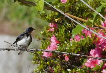 2024年5月25日(土) 大阪府の野鳥観察記録