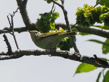 Eastern Crowned Warbler 宮城沢林道(札幌市西区) Sun, 5/26/2024