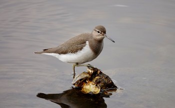 Common Sandpiper