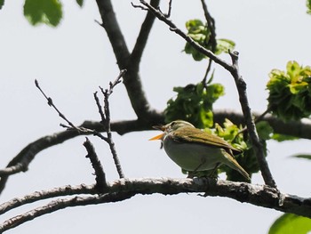 Eastern Crowned Warbler 宮城沢林道(札幌市西区) Sun, 5/26/2024